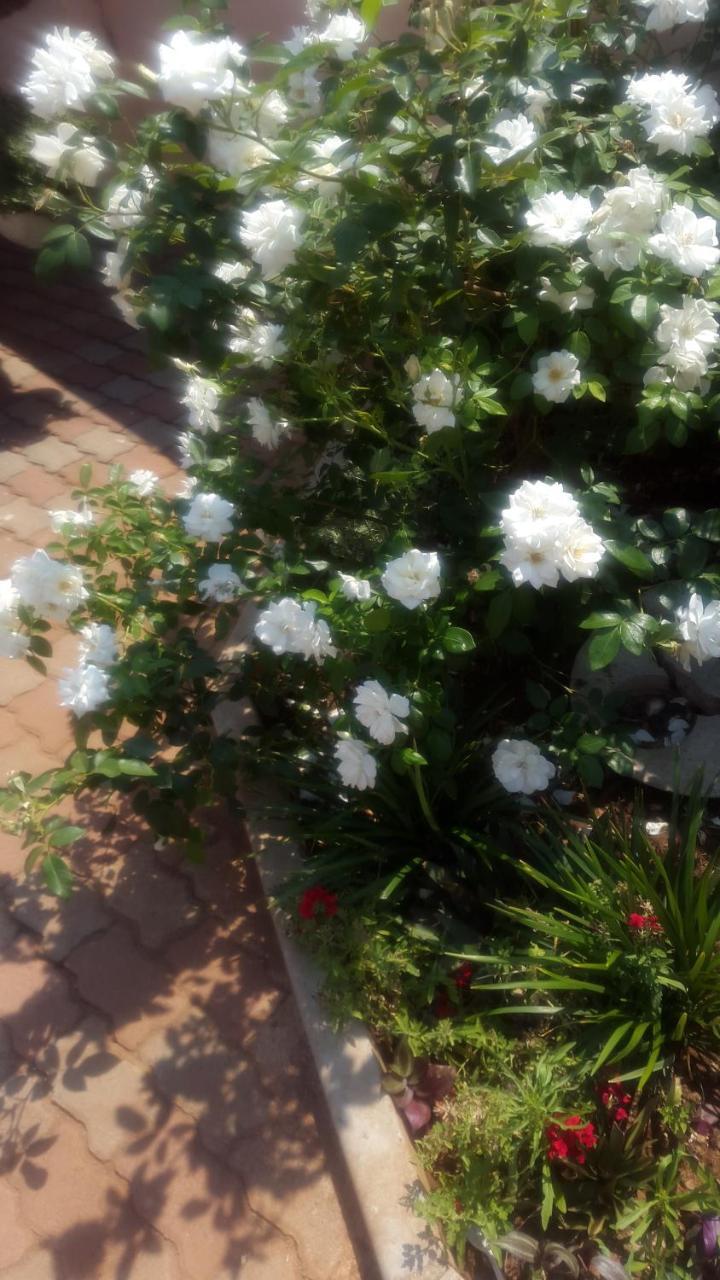 Tintech Bed & Breakfast Francistown Eksteriør billede